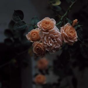 在线观看韩本无码成人🔞软件
